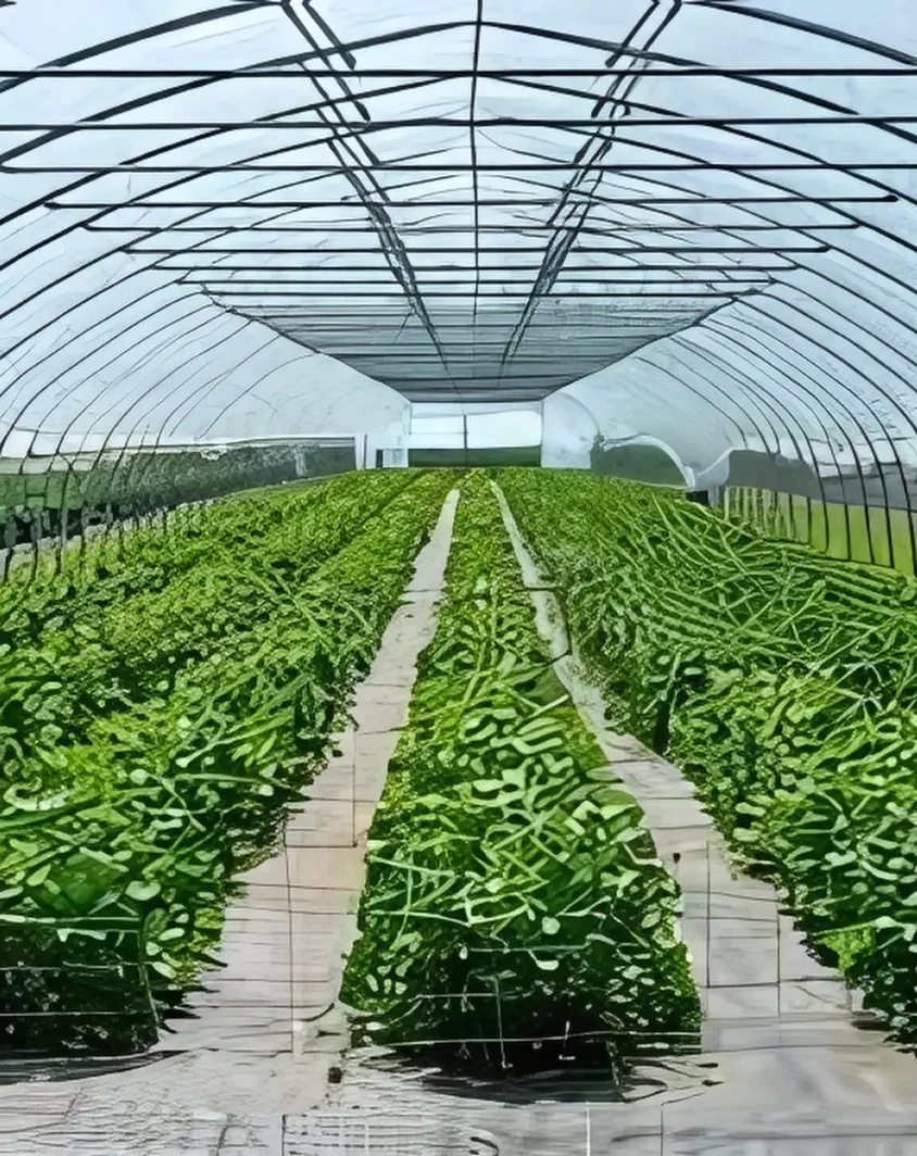 Protected Agriculture